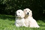 GOLDEN RETRIEVER 982